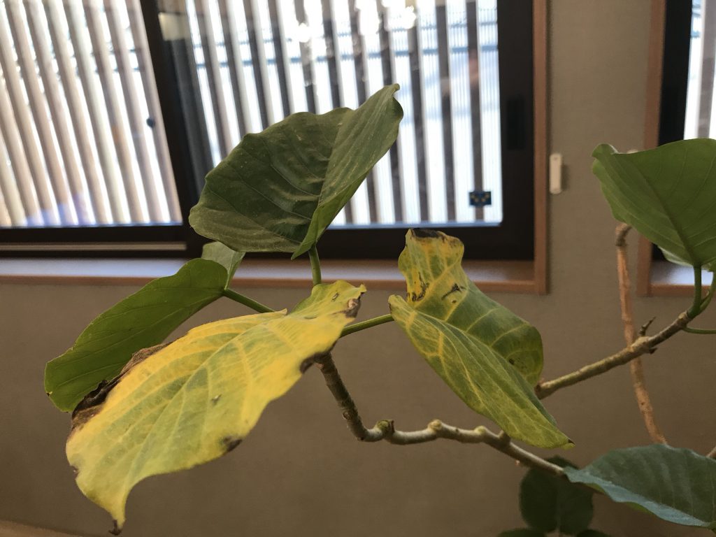 ウンベラータの葉が黄色くなった Cotoha Blog