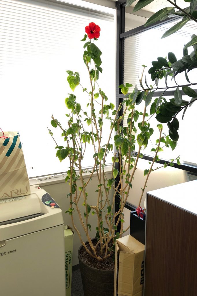 ハイビスカス植え替え 剪定を行いました Cotoha Blog